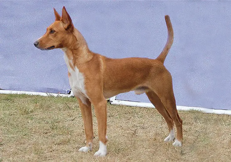 Portuguese Podengo Pequeno photo 2