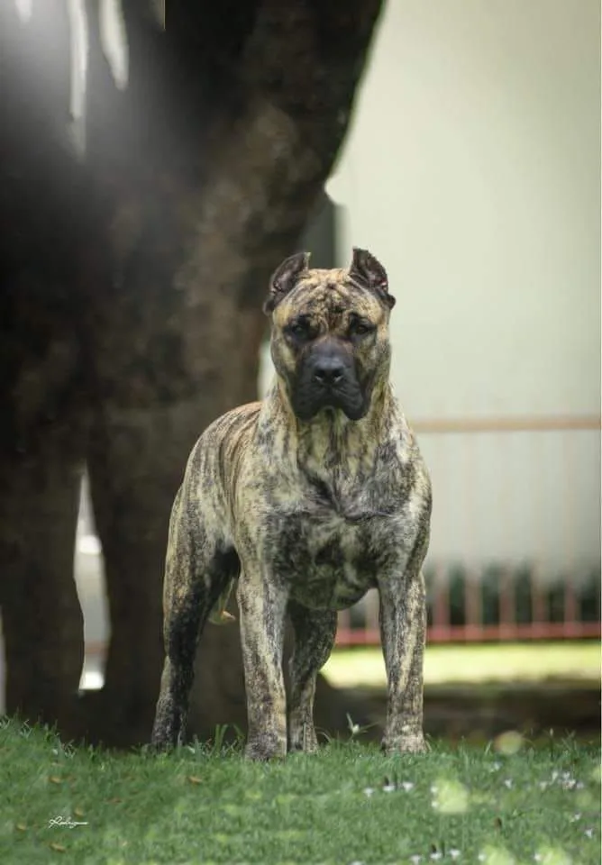 Presa Canario