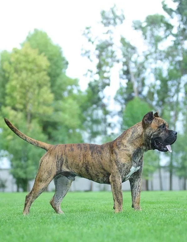 Presa Canario photo 2