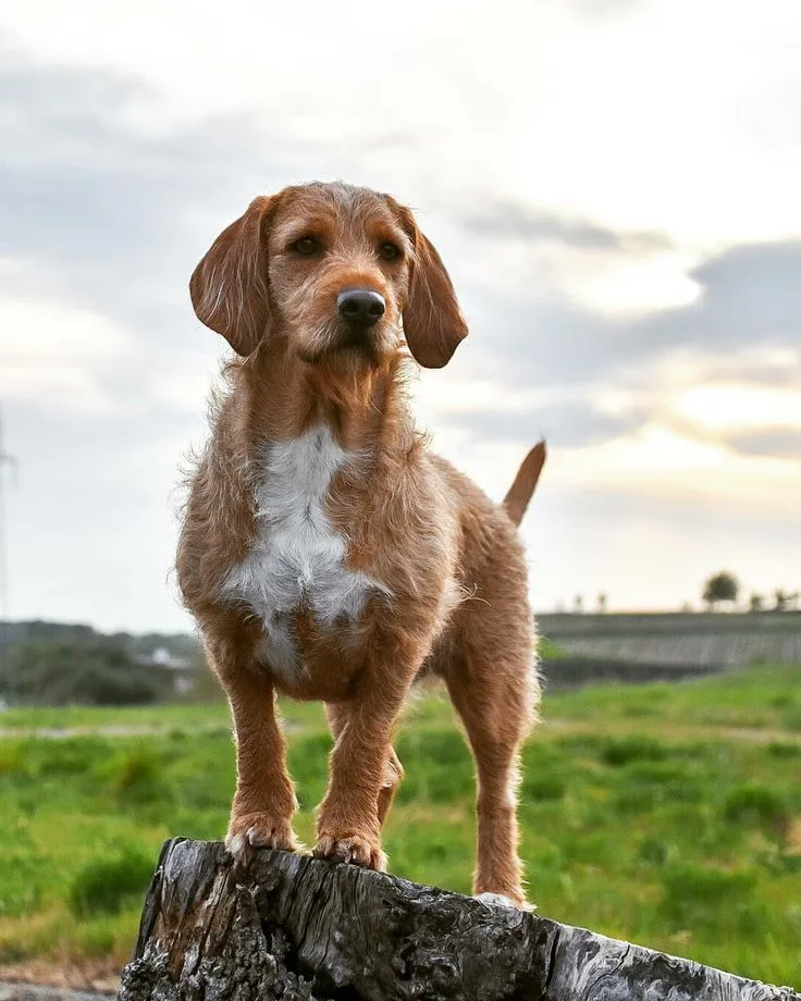 Basset Fauve de Bretagne