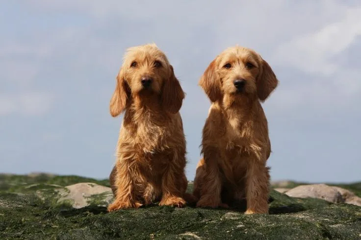 Basset Fauve De Bretagne photo 2