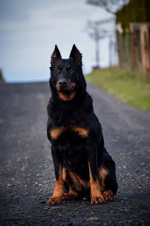 Beauceron