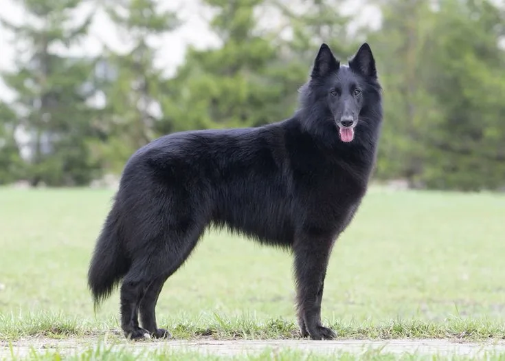 Belgian Sheepdog