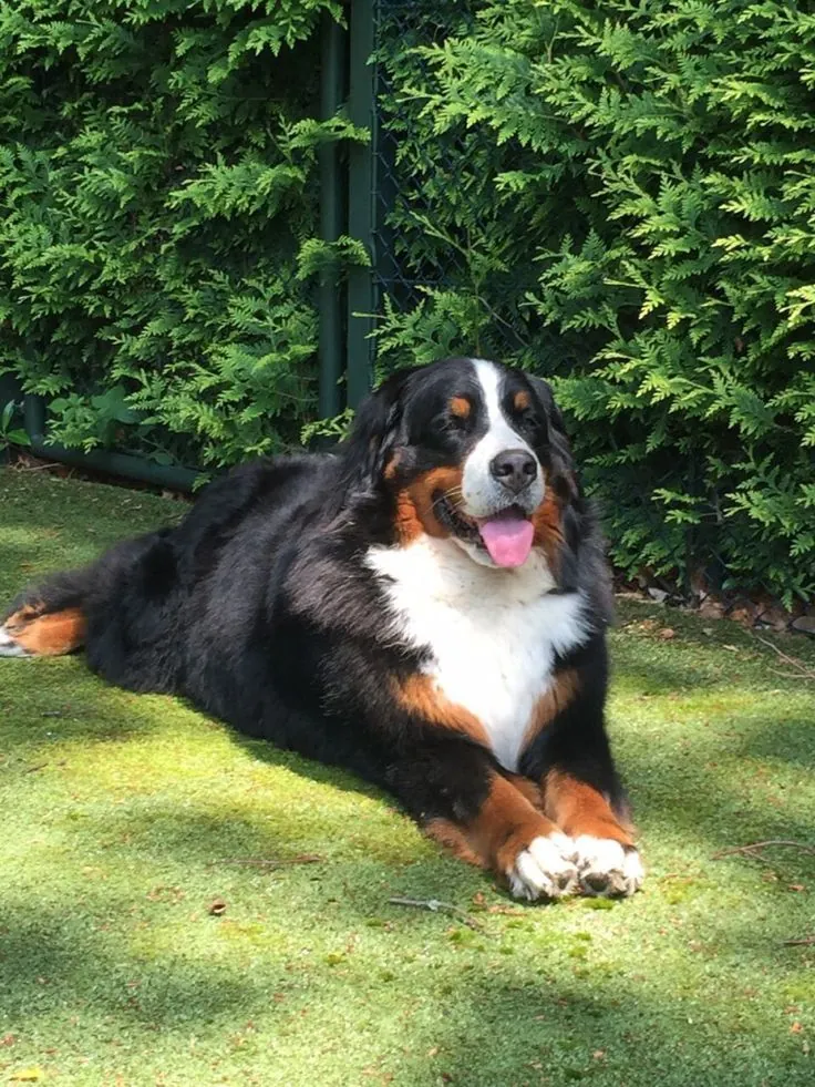 Bernese Mountain Dog photo 2