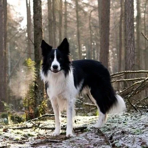 Border Collie