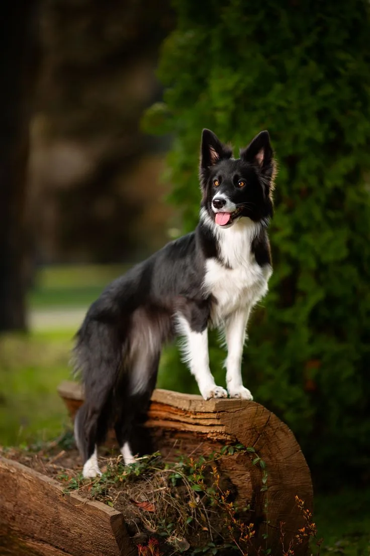 Border Collie photo 2