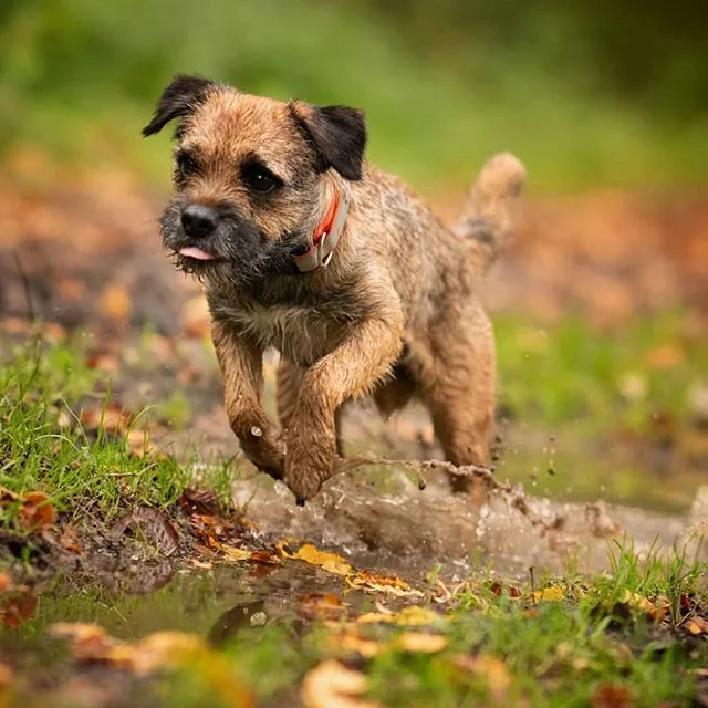 Border Terrier