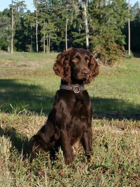 Boykin Spaniel