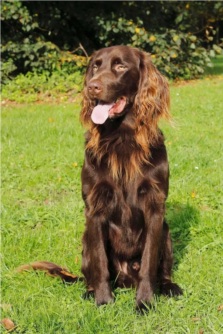 Boykin Spaniel photo 2