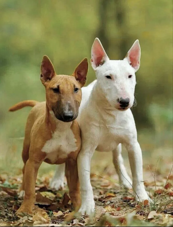 Bull Terrier photo 2