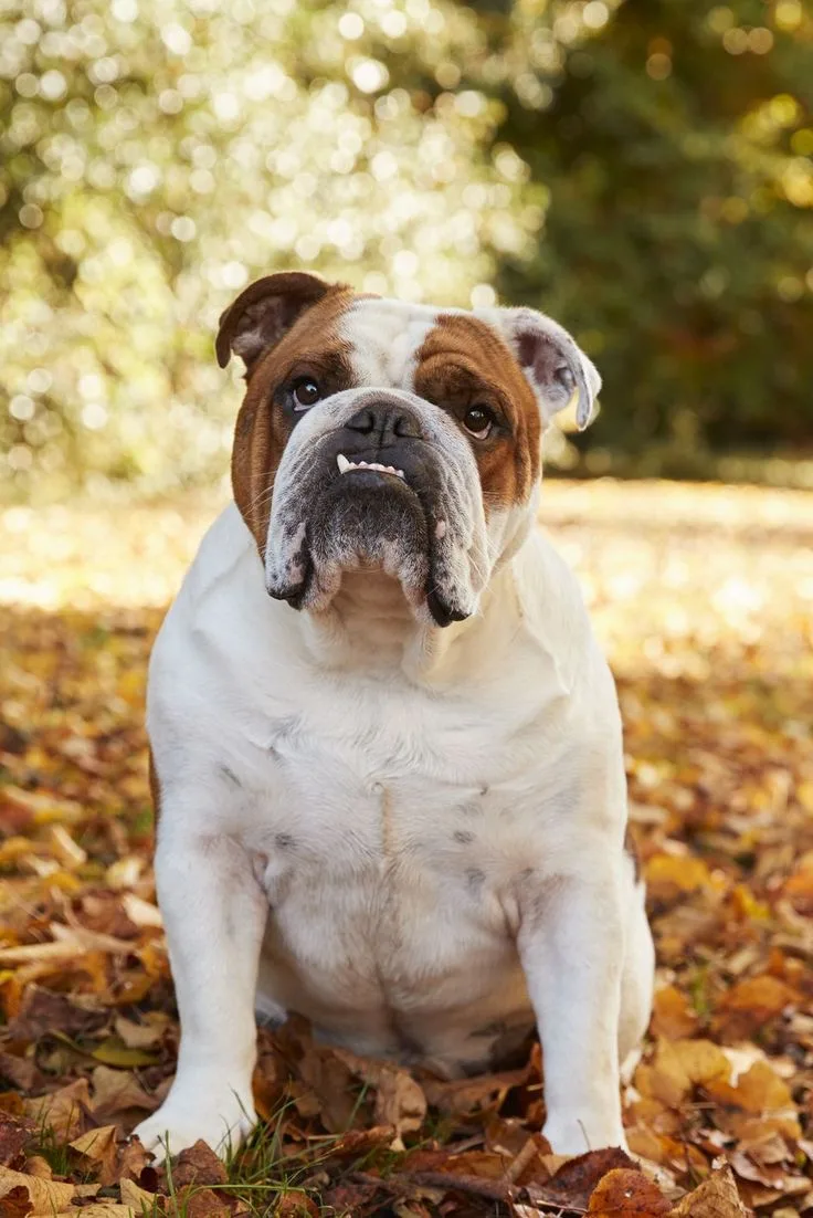 Bulldog