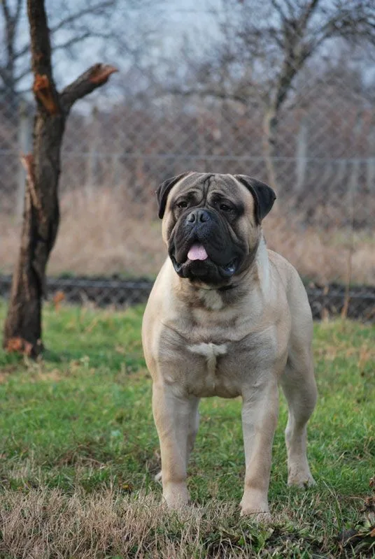 Bullmastiff