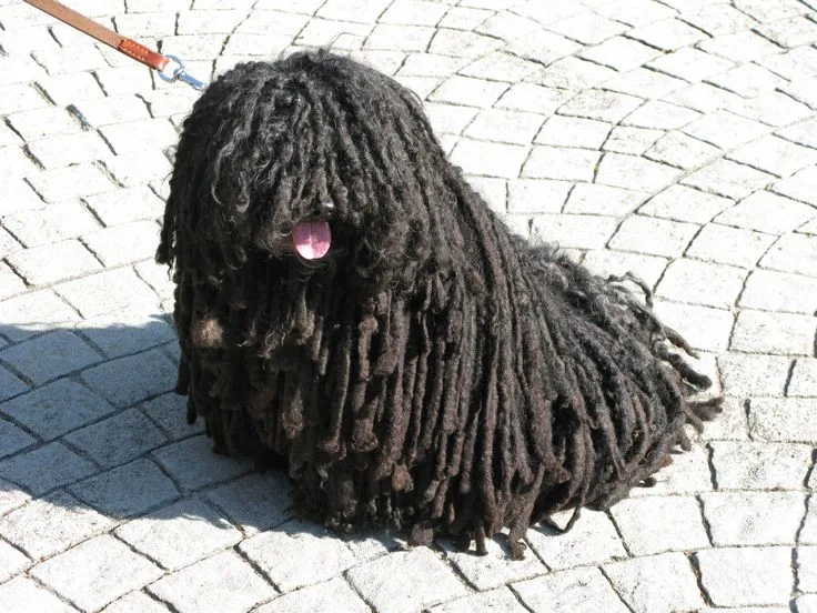 Puli photo 2