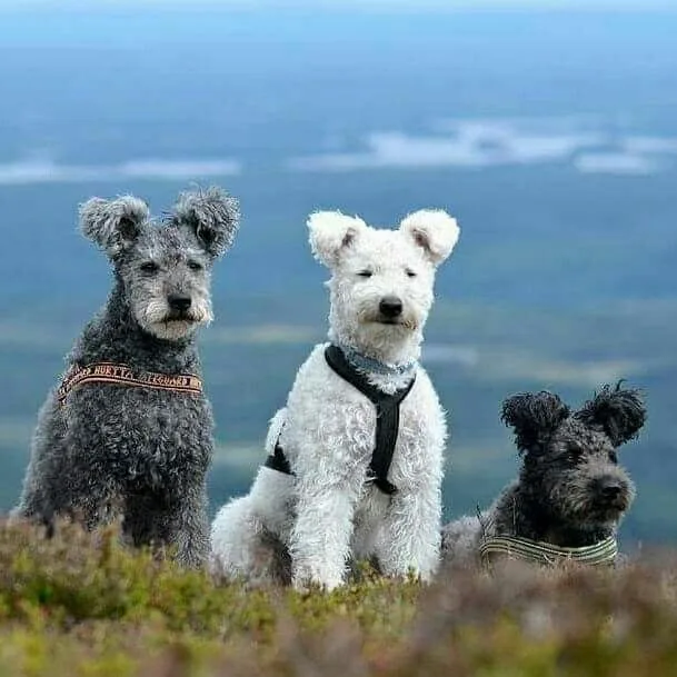 Pumi