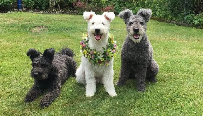Pumi photo 2