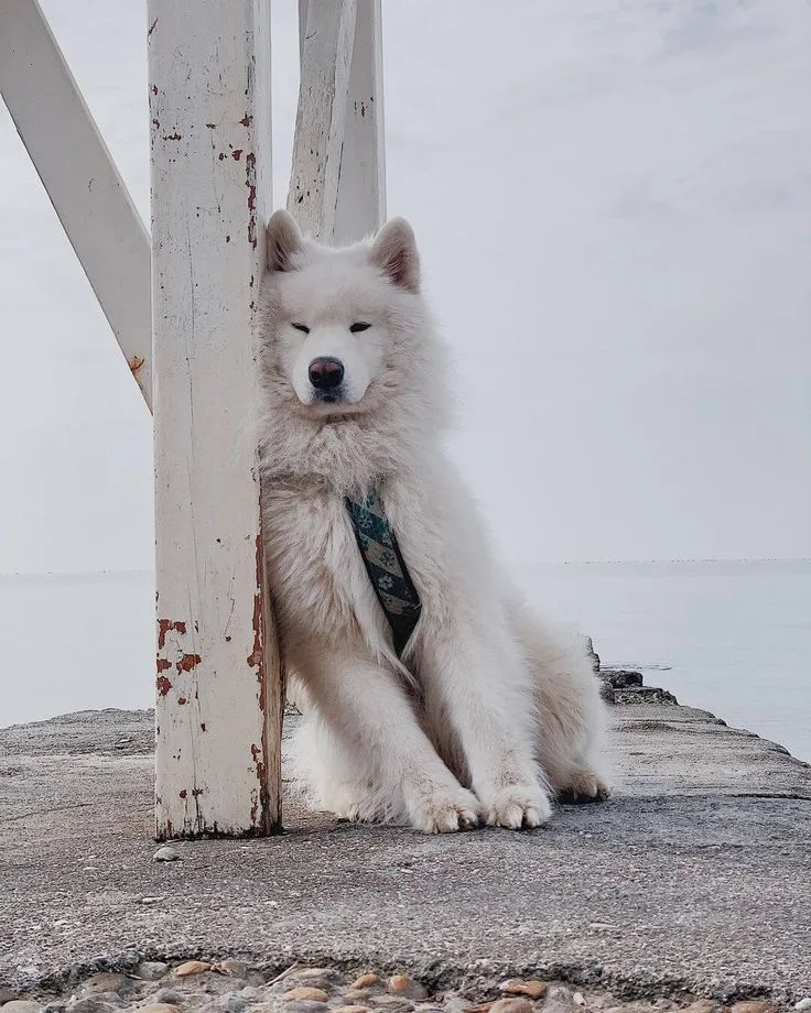 Samoyed