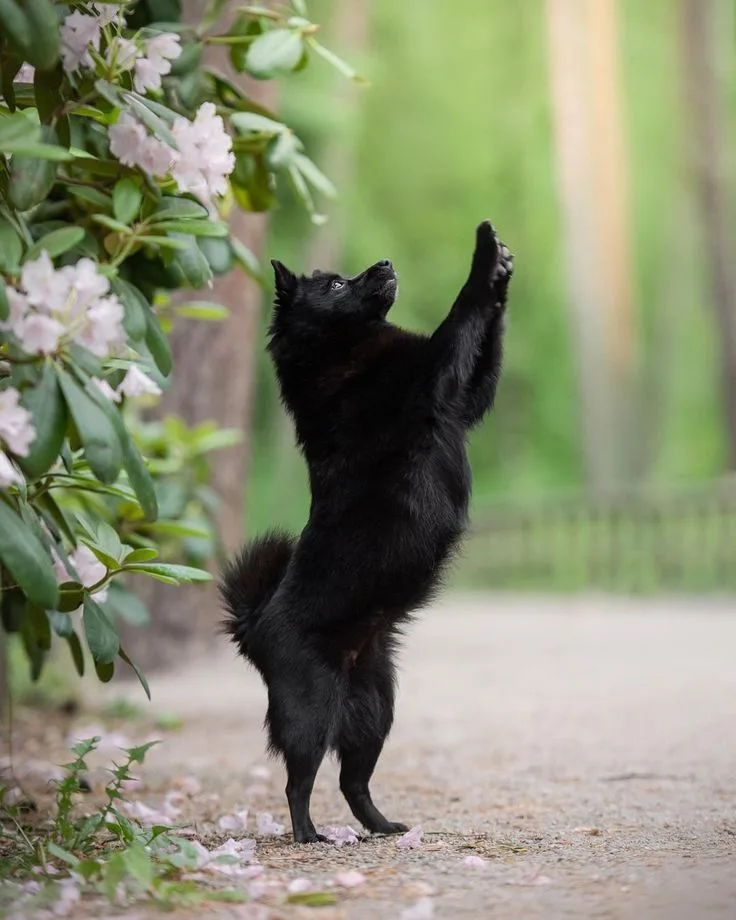 Schipperke