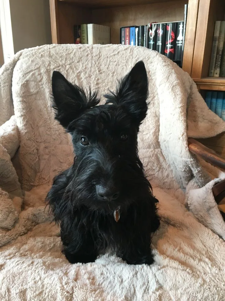 Scottish Terrier