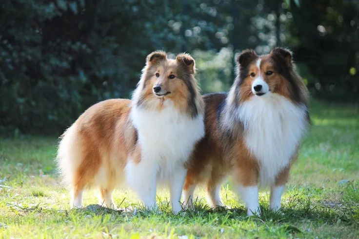 Shetland Sheepdog