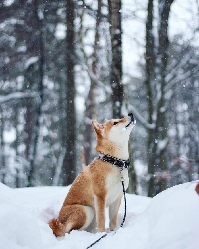 Shiba Inu