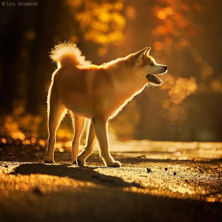 Shiba Inu photo 2