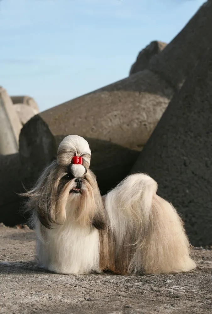 Shih Tzu