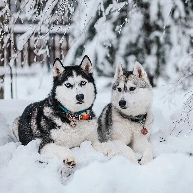 Siberian Husky