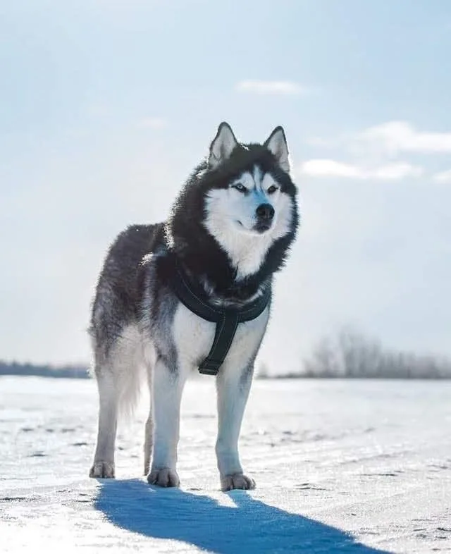 Siberian Husky photo 2