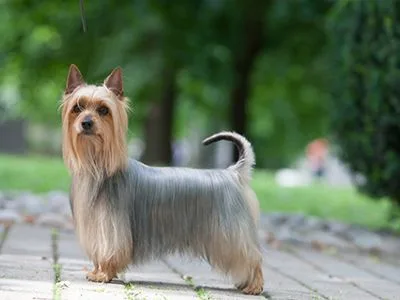 Silky Terrier