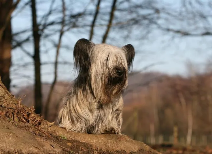 Skye Terrier