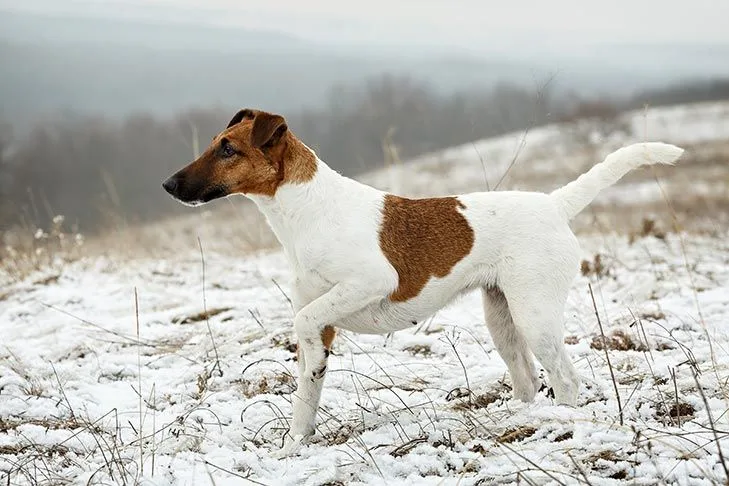 Smooth Fox Terrier photo 2
