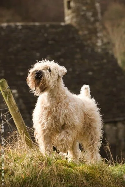 Soft Coated Wheaten Terrier