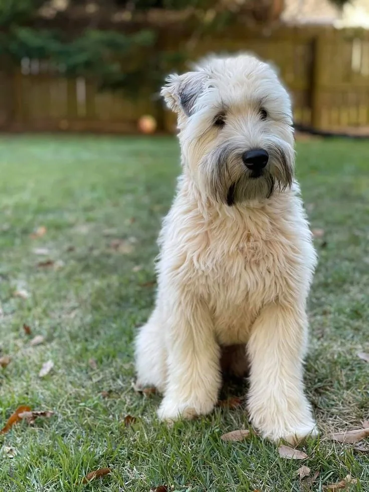 Soft Coated Wheaten Terrier photo 2