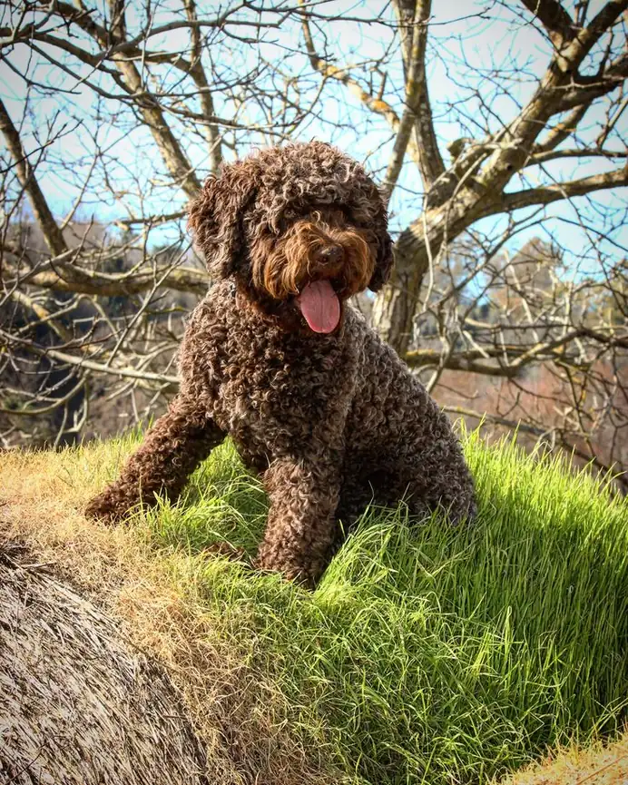 Spanish Water Dog photo 2