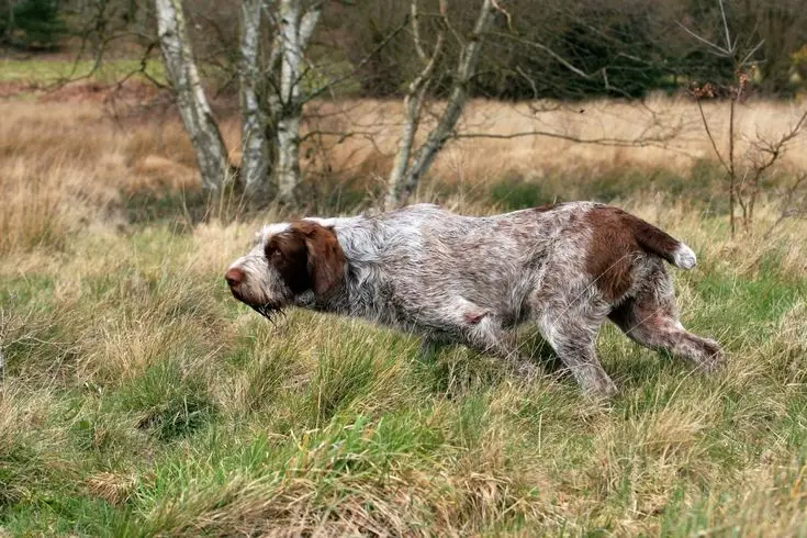 Spinone Italiano
