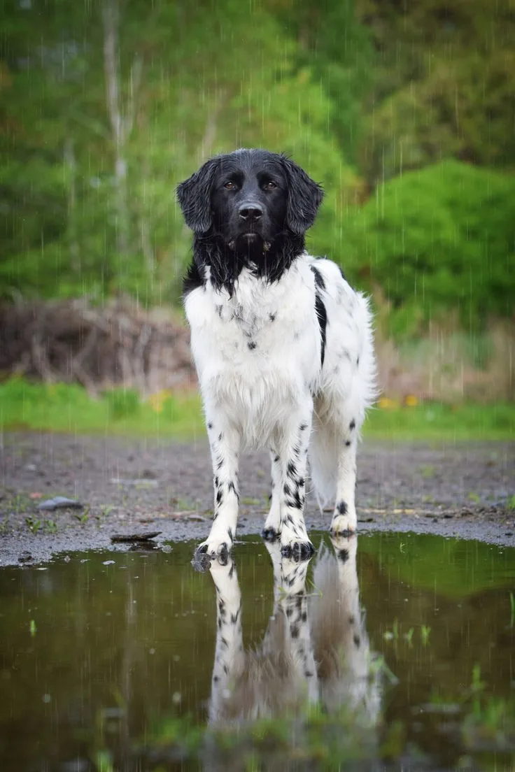 Stabyhoun