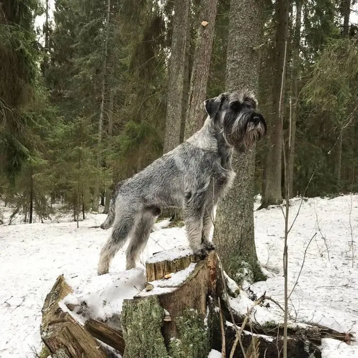 Standard Schnauzer