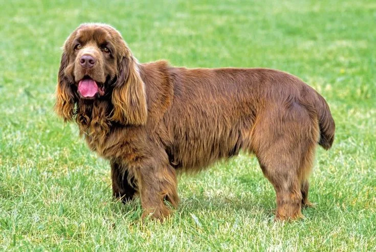Sussex Spaniel photo 2