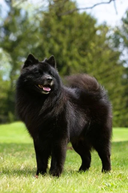 Swedish Lapphund photo 2