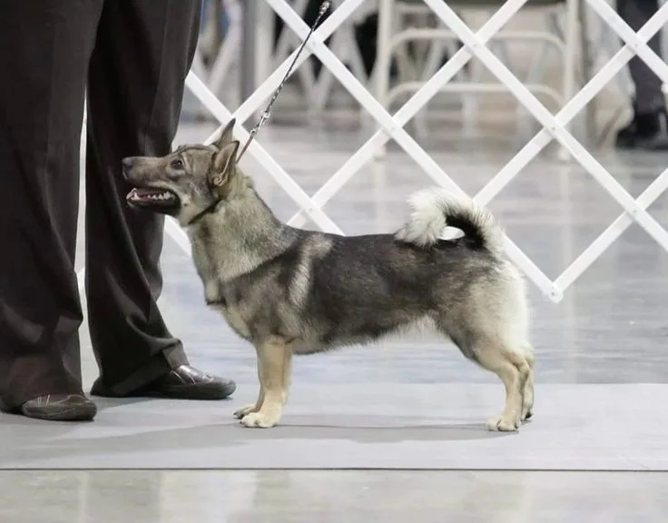 Swedish Vallhund