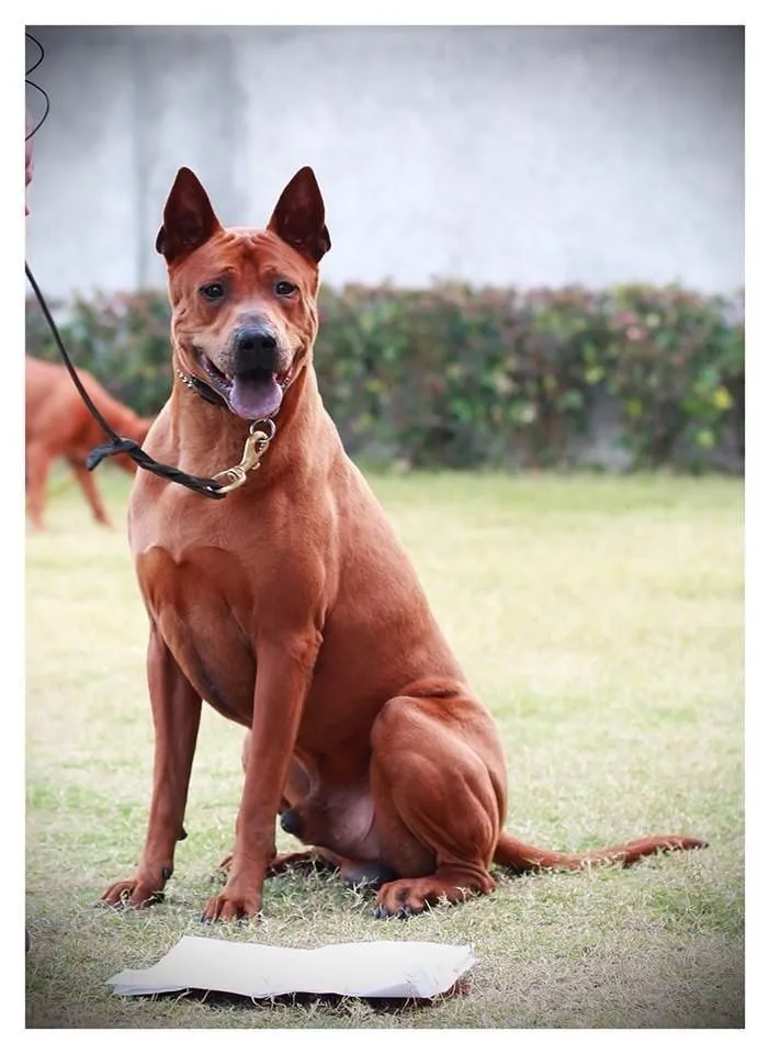 Thai Ridgeback
