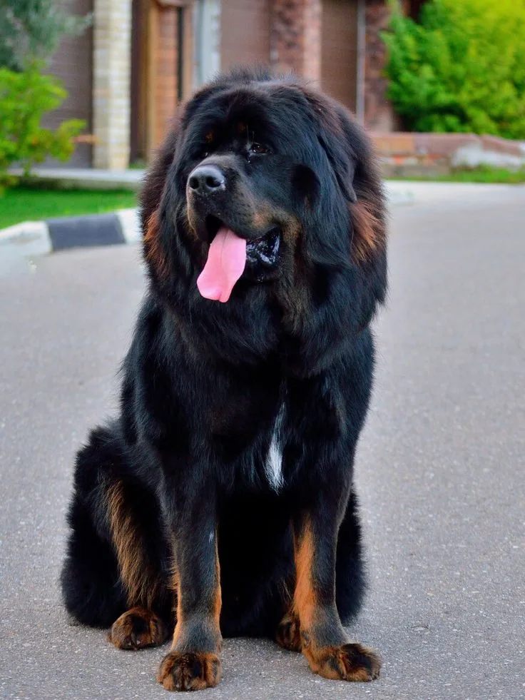 Tibetan Mastiff