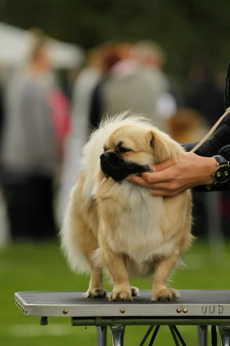 Tibetan Spaniel
