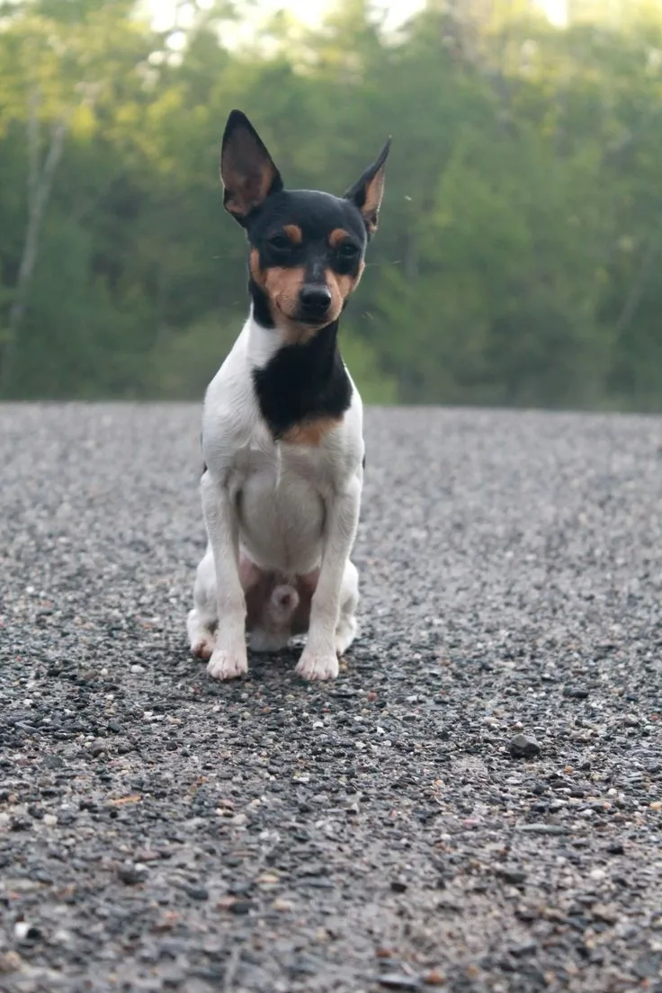 Toy Fox Terrier