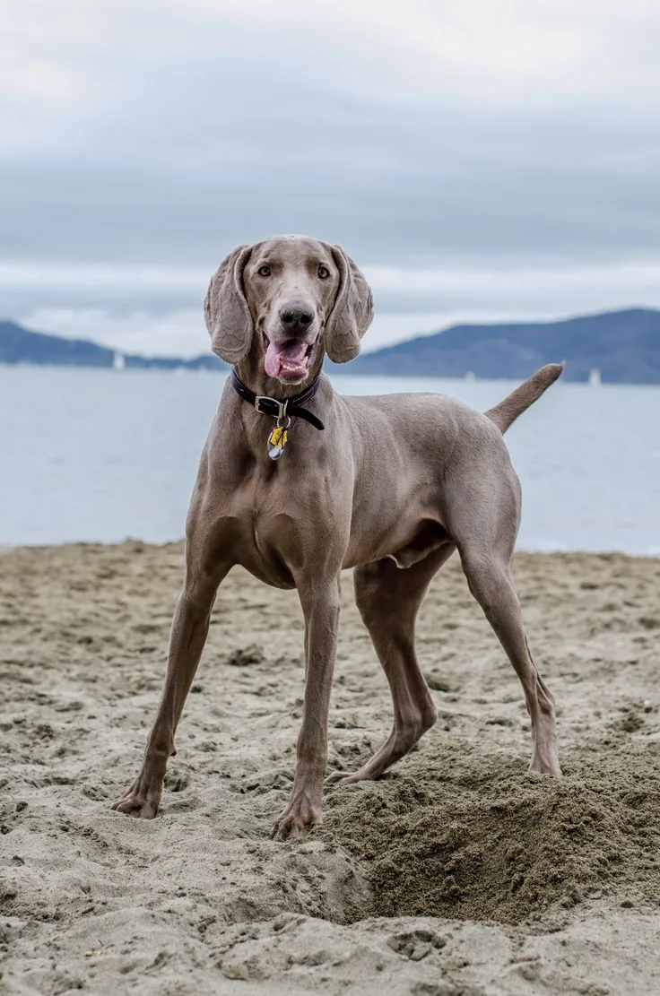 Weimaraner photo 2