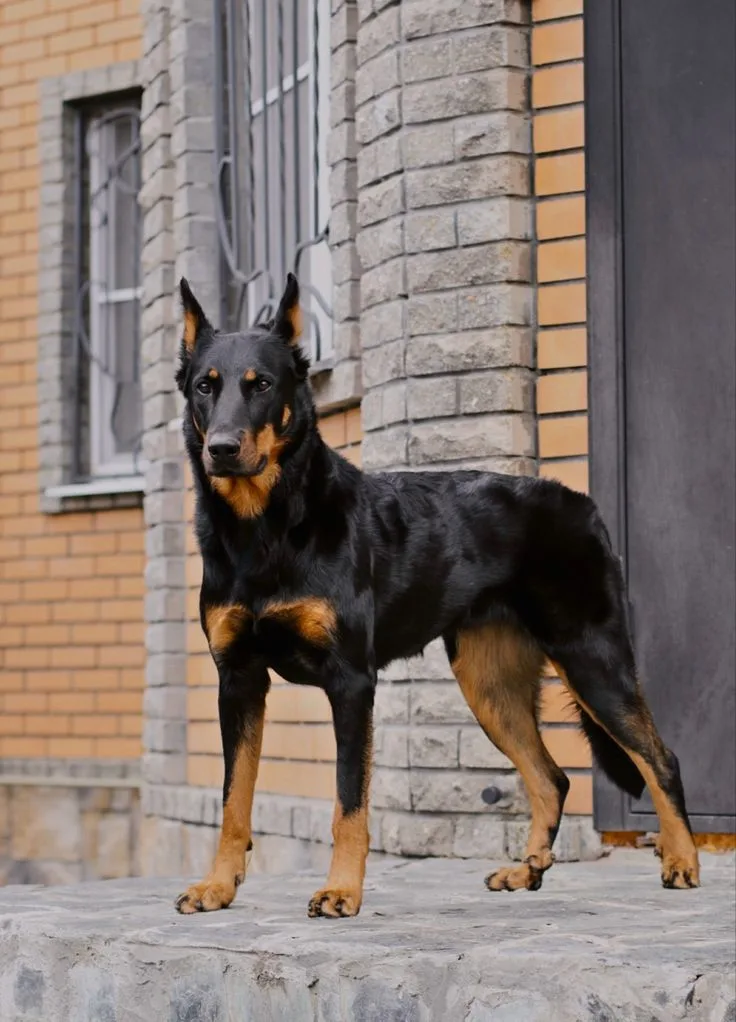 Working Kelpie