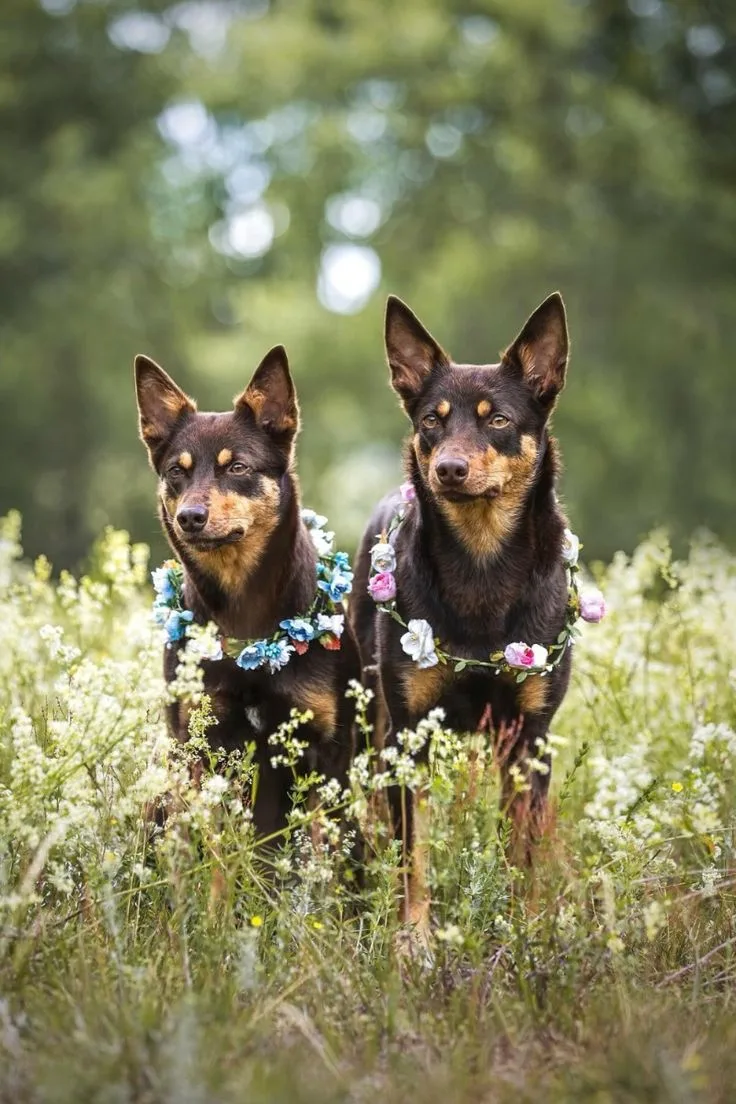 Working Kelpie photo 2