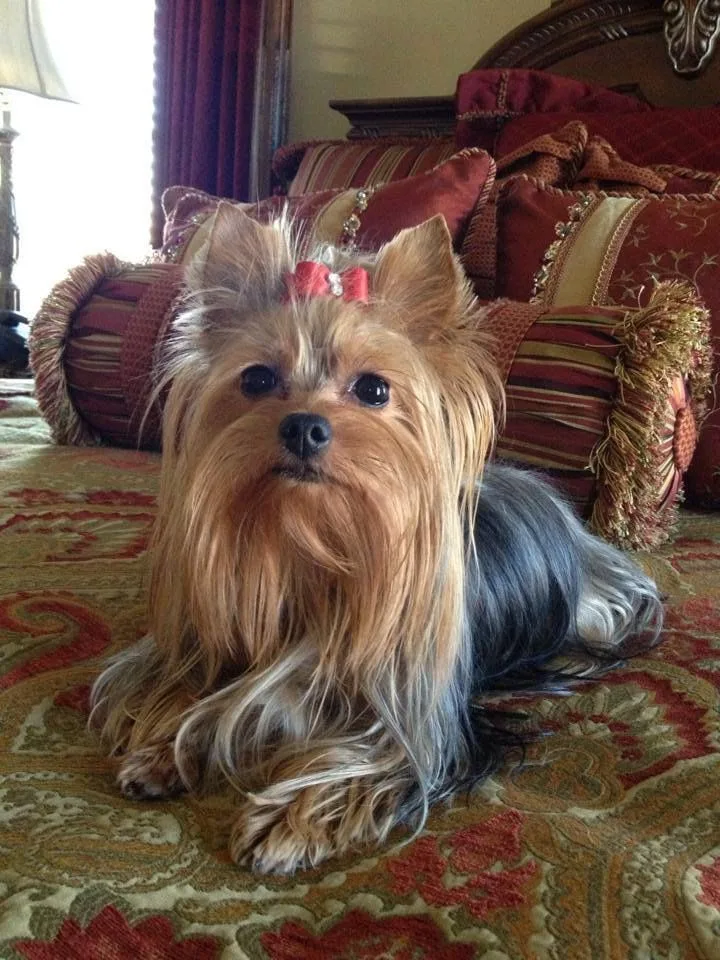 Yorkshire Terrier