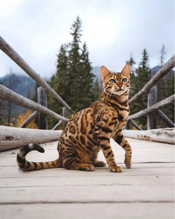 Bengal photo 2