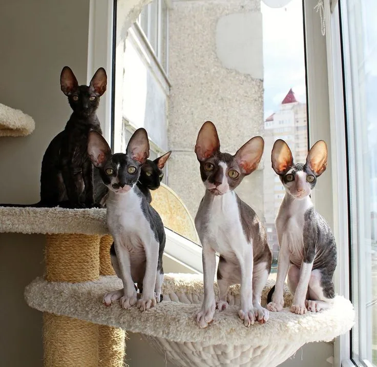 Cornish Rex photo 2